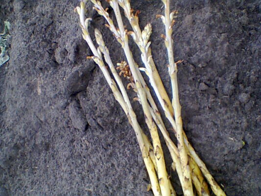 Orobanche