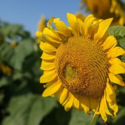 Florimi