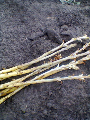 Вовчок (Orobanche)Заразиха