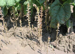 Вовчок (Orobanche)Заразиха